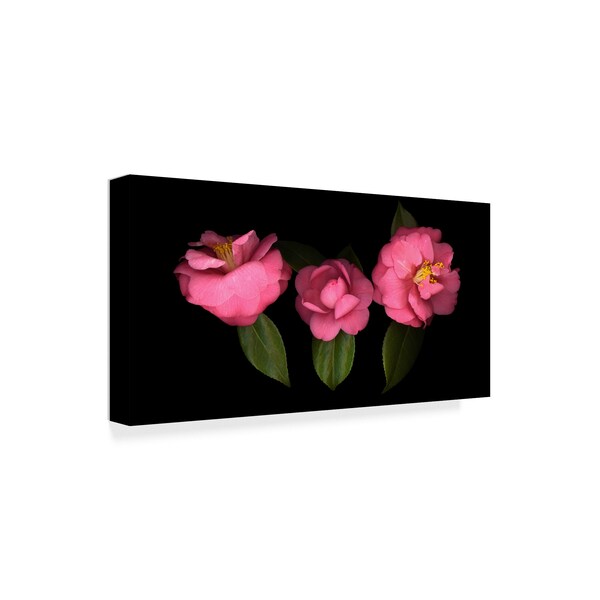 Susan S. Barmon '3 Camellias' Canvas Art,16x32